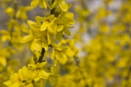forsythia